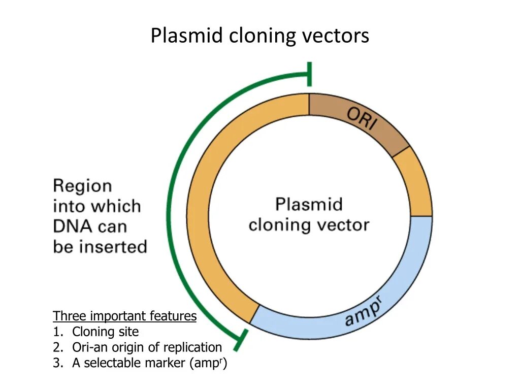 Клонирование плазмиды. Плазмида pbr322. Вектор плазмида. Карта плазмид. Карта векторной плазмиды.