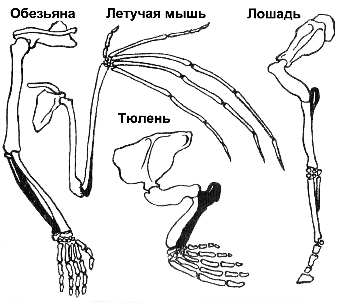 Скелет пояса задних конечностей млекопитающих. Пояс задних конечностей у млекопитающих. Строение задних конечностей млекопитающих. Строение скелета верхней конечности позвоночных животных. Скелет парных конечностей