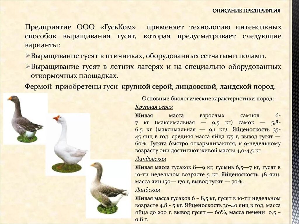 Как определить гуся
