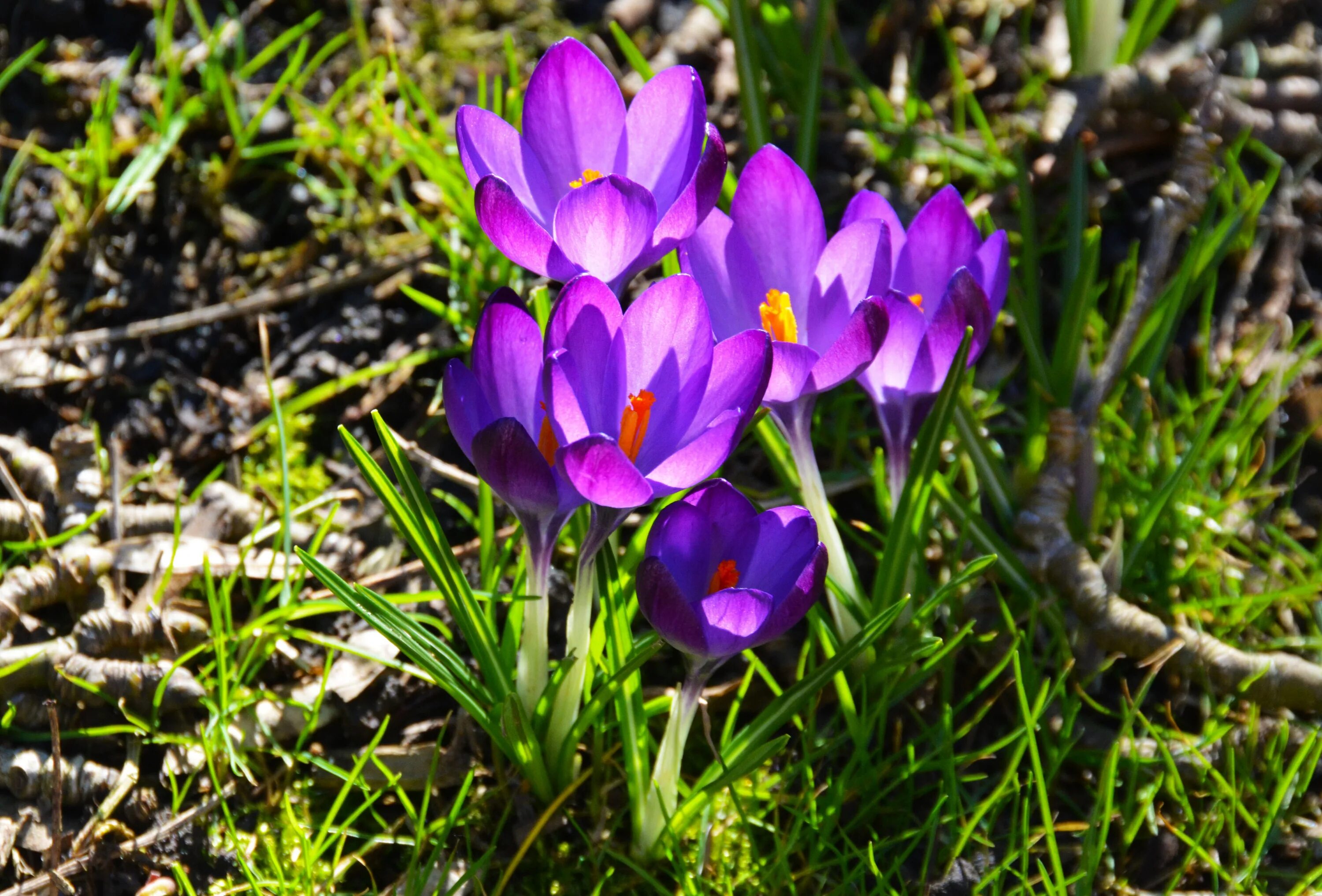 Крокус этимология. Крокус дикий цветок. Crocus biflorus. Крокус посевной Шафран цветение. Луговые цветы Крокус.