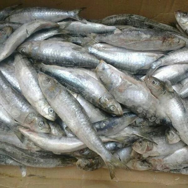 Холодильник на хладокомбинате. Упаковщик мороженого. Рыбный хладокомбинат. Доброфлот новый мир большой камень. Малаховка рабочий поселок.