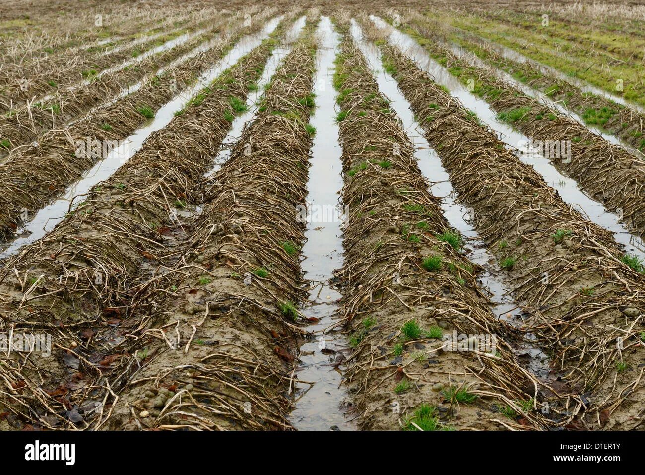 Flood field. Flood field