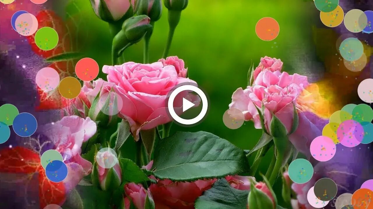 Красивое видео с цветами. Видео открытки музыкальные для ватсапа. Цветы для видеоклипа. Видео открытки музыкальные для ватсапа. Видео открытки музыкальные для ватсапа.