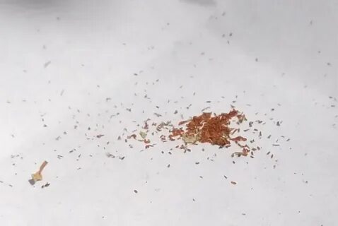 Семена бегонии
