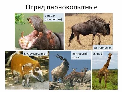 Представители парнокопытных