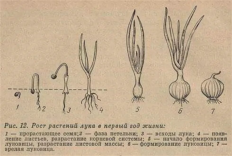 Развития луковая. Фазы развития лук репчатый.