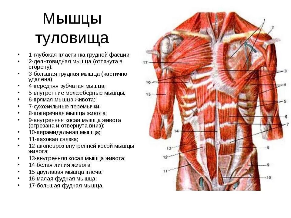 Передняя часть человека. Поверхностные мышцы туловища человека спереди. Строение мышц туловища спереди. Фасции мышцы спины человека анатомия. Мышцы туловища анатомия функции.