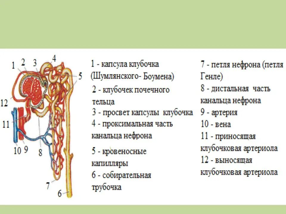 Последовательность движения мочи в организме человека. Строение нефрона почки анатомия. Строение нефрона почечная артерия. Строение нефрона почки физиология. Рис 143 строение нефрона.