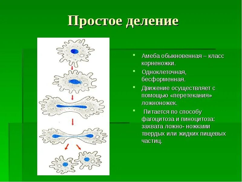 Движение с помощью ложноножек питается путем фагоцитоза