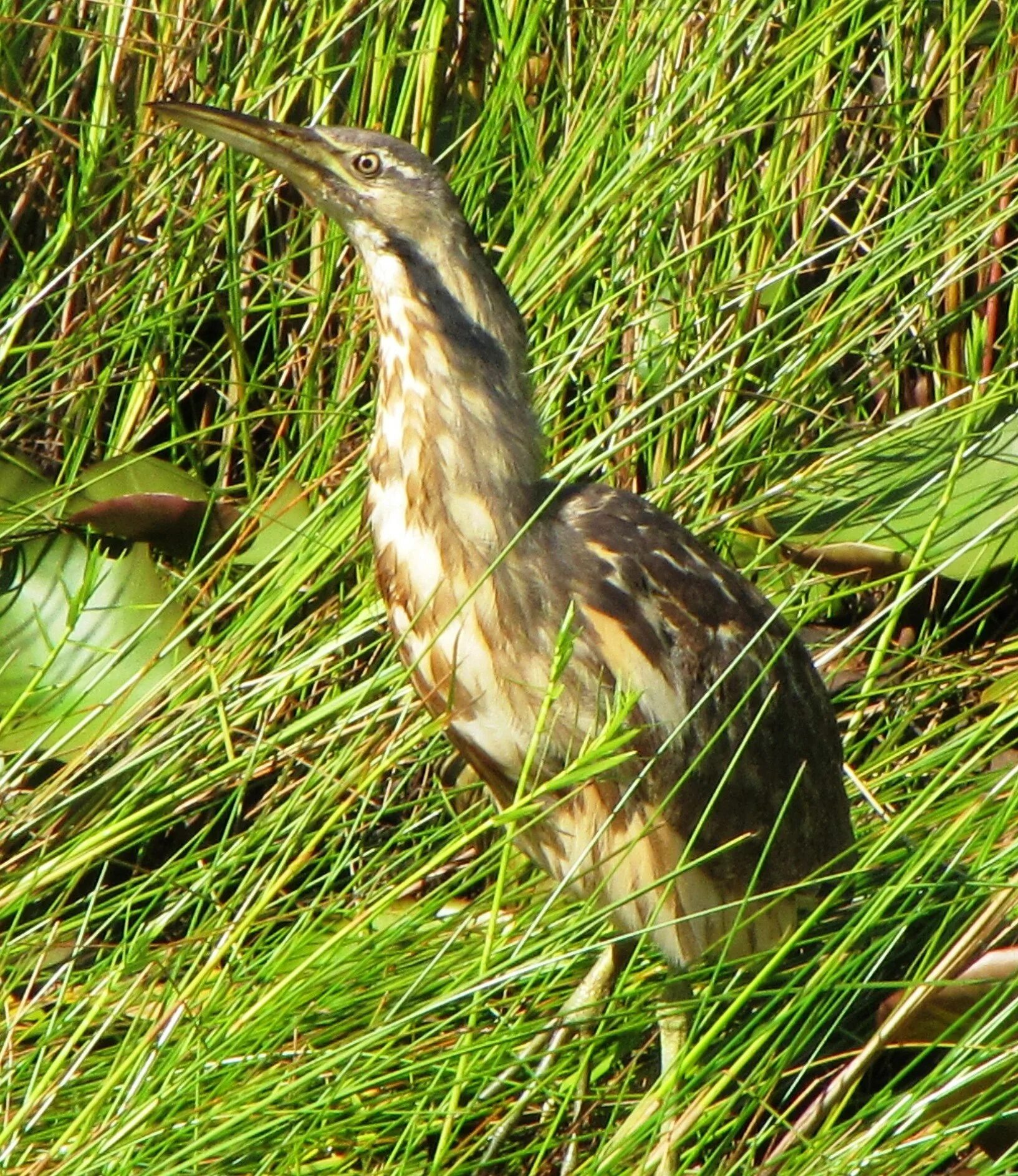 Американская выпь. Botaurus lentiginosus. Bittern. Американская выпь птица.