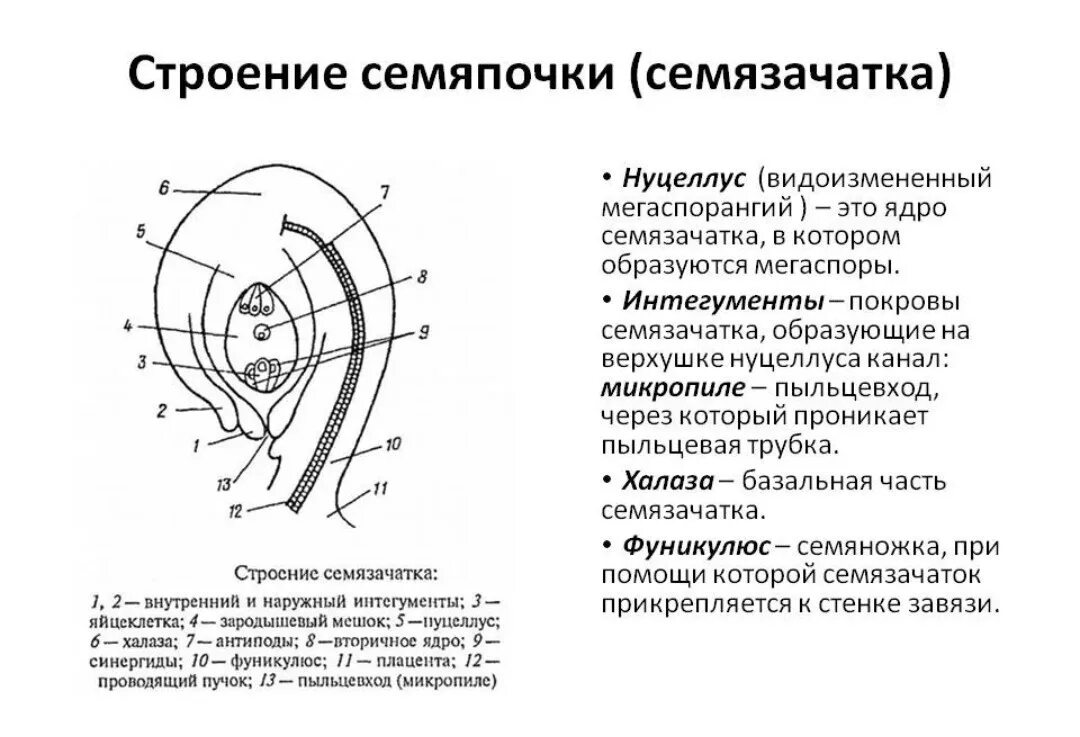 Каковы функции семязачатка. Схема строения семязачатка. Строение семяпочки цветковых- рис. Халаза нуцеллус. Строение семязачатка покрытосеменных растений.