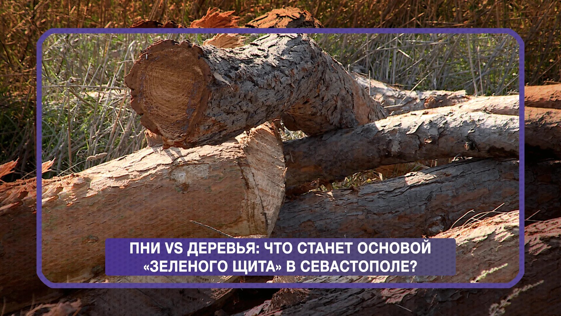 Спил деревьев севастополь. Краснокнижные деревья севастополя. щит по вырубке деревьев. самое старое дерево в севастополе. кармадон дерево рубить.
