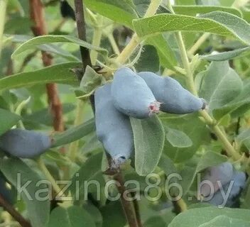 Жимолость славянка