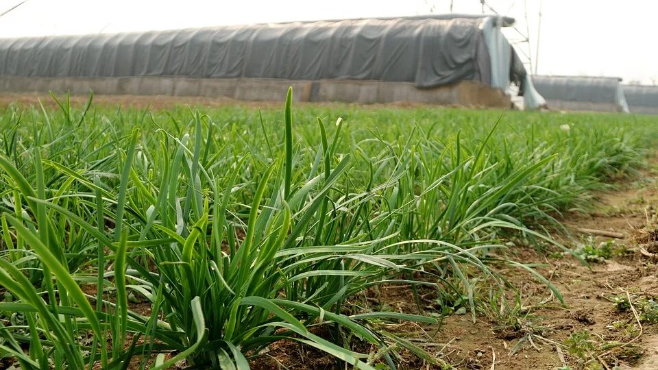 Tips for a great onion harvest! Take note ! In order not to suffer every year wi