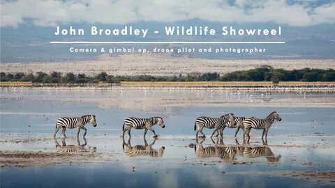 Bbc wildlife