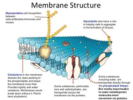 Membrane