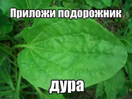 День приложить