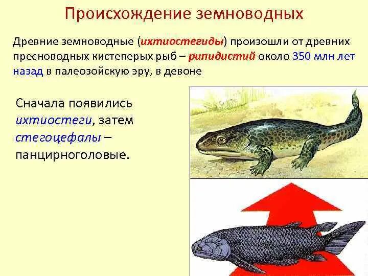 Первые наземные земноводные. От кистеперых рыб произошли древние земноводные — ихтиостеги. Ихтиостега переходная форма между. Кистепёрые рыбы — стегоцефалы — земноводные;. Происхождение земноводных.