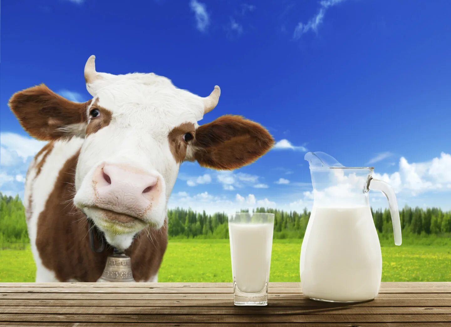 Молоко полученное от коровы 5. Молоко. Корова молоко. МОМО лого. Молочная корова.