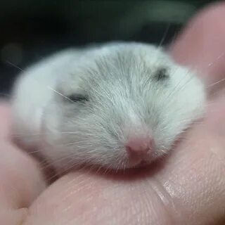 Хомяк разных пород