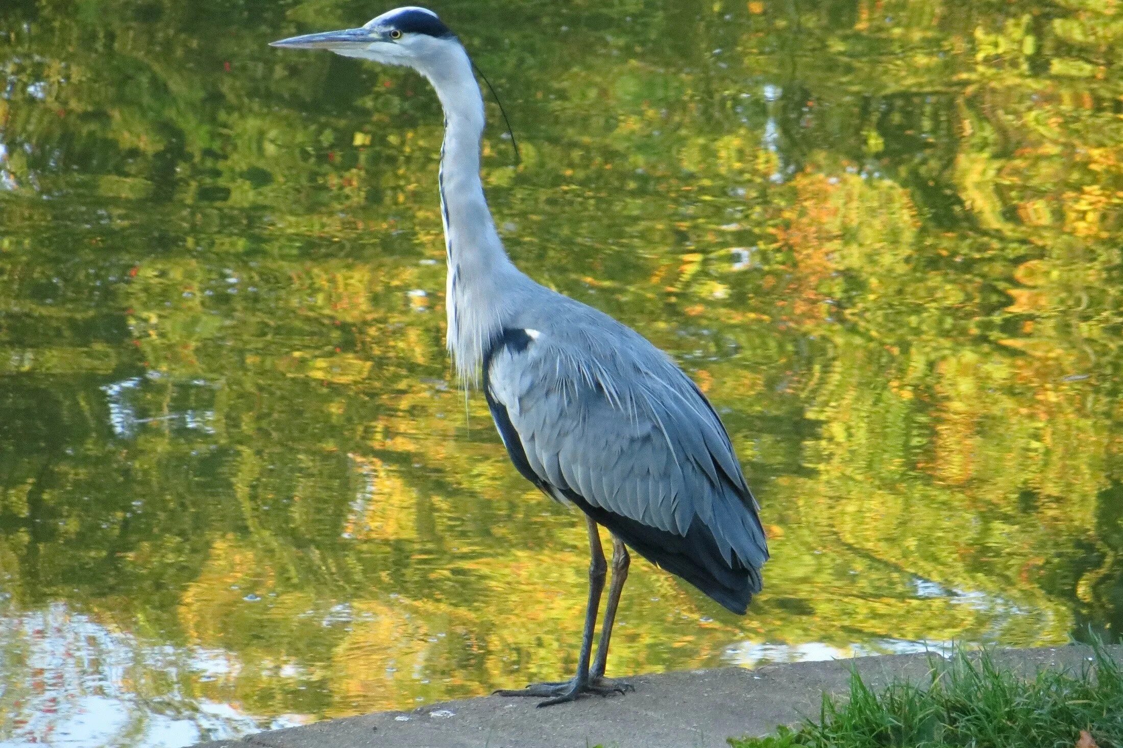 Цапля 4. Great blue heron птица. цапля аист журавль. белошейная цапля. большая голубая цапля.