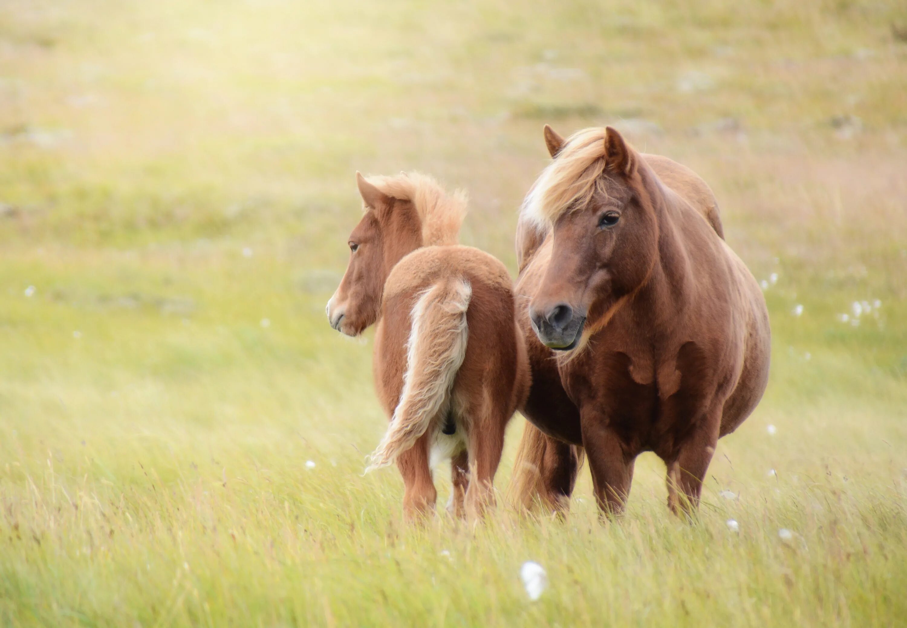 Horse family