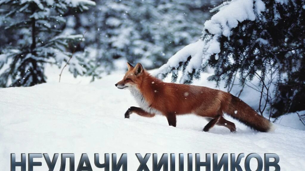 Крадущийся лис по славянскому. Крадущийся лис по славянскому. Крадущийся лис по славянскому календарю характеристика. Крадущийся лис. Год лисы по славянскому календарю.