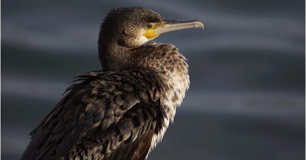 Баклан жаргон. Phalacrocorax carbo. стеллеров баклан. баклан балтийский. птица баклан новороссийск.