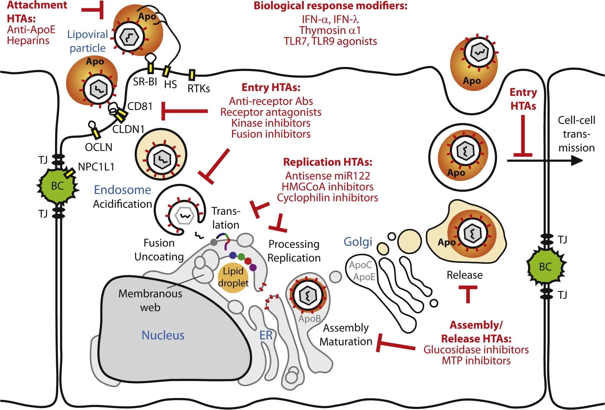 Hcv rna. Жизненный цикл гепатита с. Жизненный цикл вируса гепатита с. HCV Replication Cycle. Hepatitis a virus Replication Cycle.