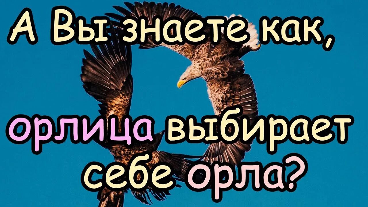 Как орлица выбирает себе. Орел и орлица. Орлица выбирает орла. Как орлица выбирай себе орла.