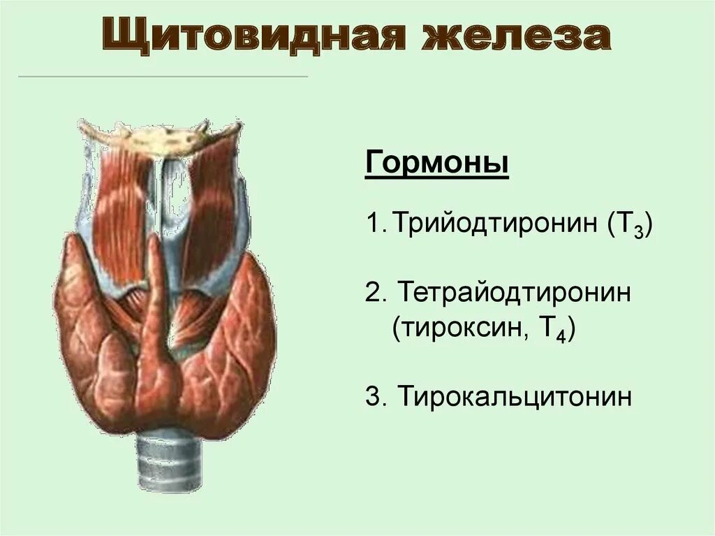 Гормоны щитовидной железы. Назовите гормоны щитовидной железы. Основной гормон, вырабатываемый щитовидной железой. Гипофункция тиреотропного гормона