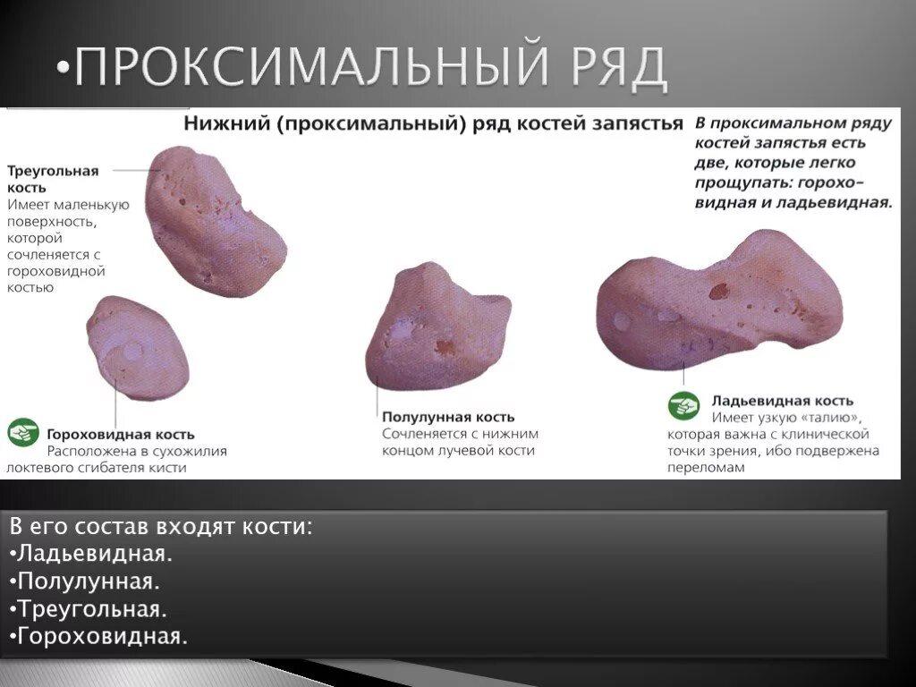 Проксимальный ряд костей запястья составляют. Проксимальный и дистальный ряд костей запястья. К проксимальному ряду костей запястья относятся. Проксимальный ряд запястья составляют кости. Ряд костей запястья