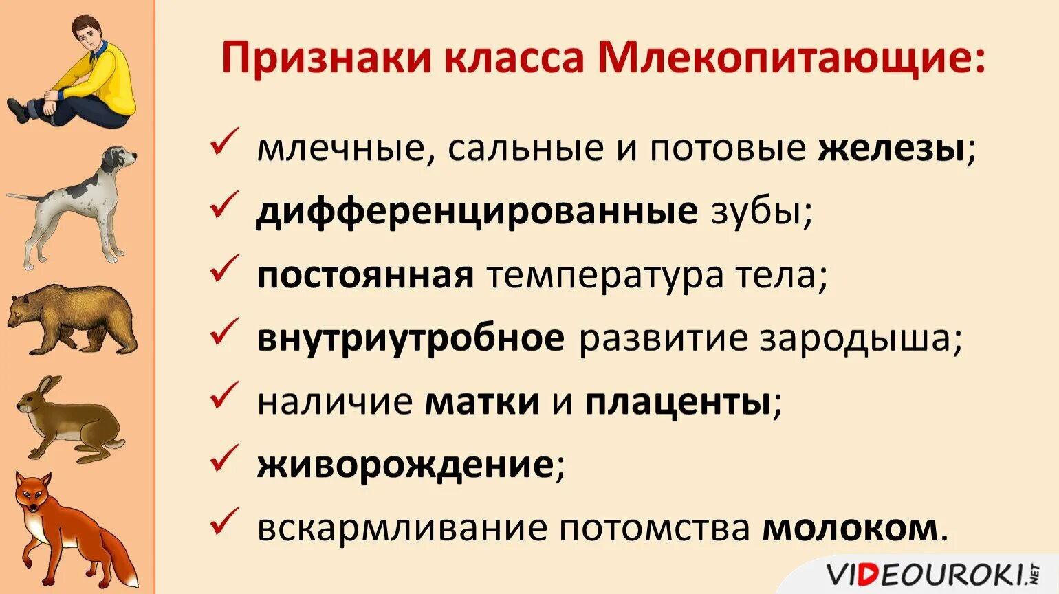 Признаки класса млекопит. Признаки млекопитающих. Признаки млекопитающих у человека. Признаки млекопитающих животных. Какие особенности у млекопитающих