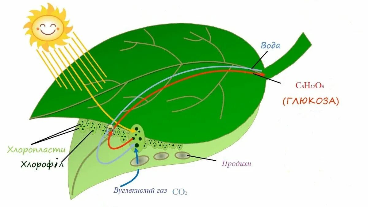 Из воздуха лист получает. Процесс фотосинтеза у растений. Автотрофы фотосинтез. Процесс фотосинтеза рисунок. Схема протекания фотосинтеза.