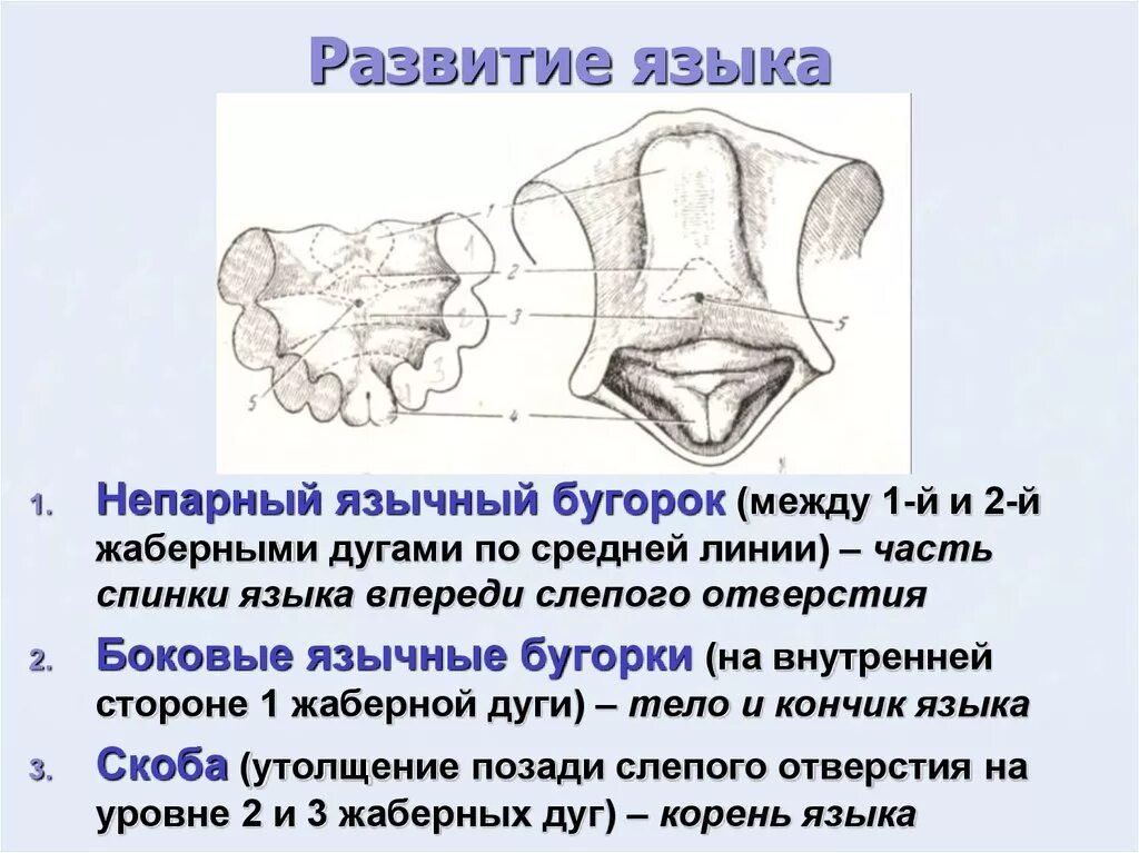 Развитие языка схема