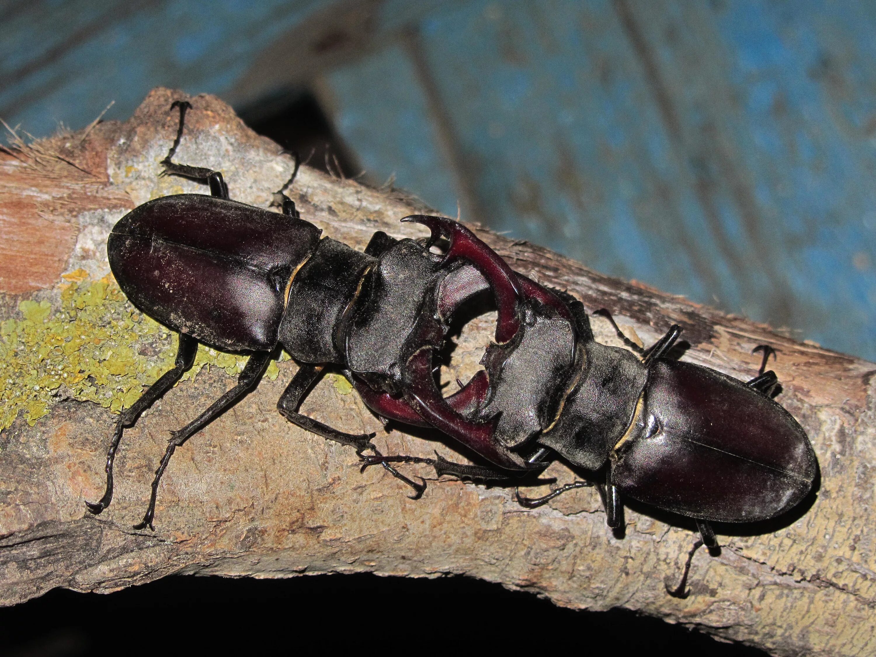 Сонник жук большой. Жук-олень (Lucanus Cervus). Жук Рогач. Жук олень Жук носорог , Жук-. Жук олень носорог Рогач.