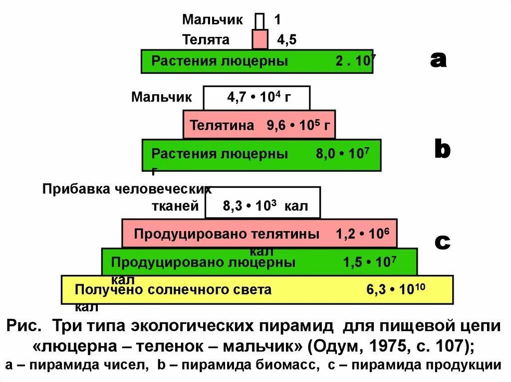 Выделяют экологические пирамиды чисел полового состава. Экологическая пирамида. пирамида численности и биомассы и энергии. экологические пирамиды по одуму.