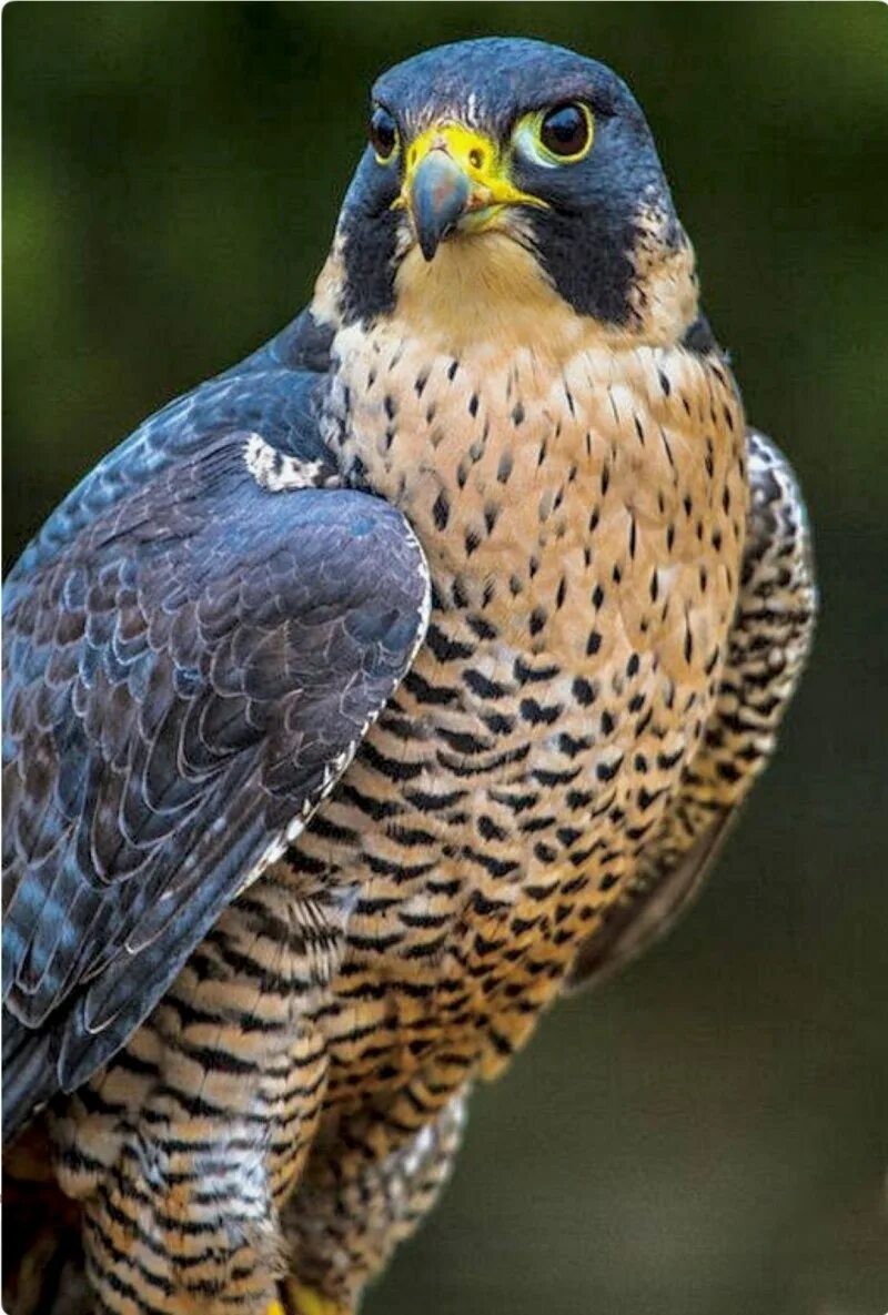 Сапсан википедия. Сокол сапсан. сокол перегрин. сапсан falco peregrinus. хищные птицы сокол сапсан.