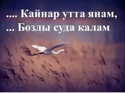 Птицы кричали песня