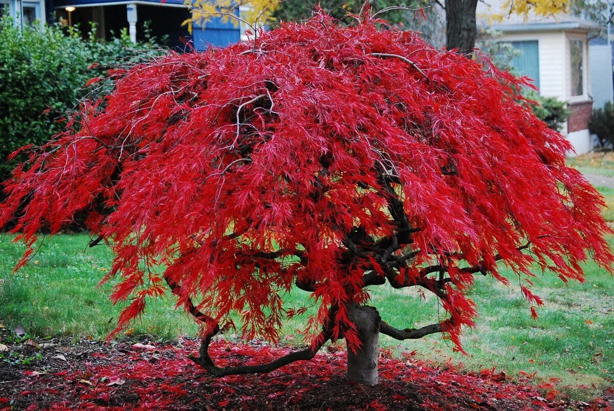 Японский клен Acer palmatum. Клен дланевидный/веерный (Acer palmatum Atropurpureum) p9. Клён дланевидный\веерный "Acer palmatum". Клен веерный Кацура. Красные деревья названия и фото