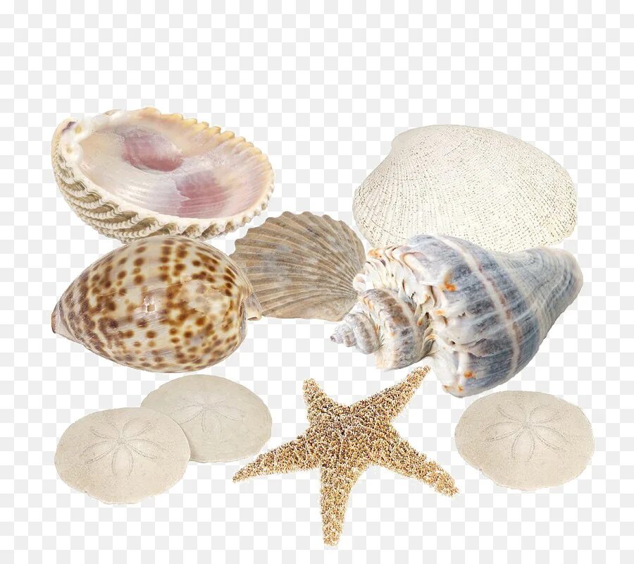 Прозрачный моллюск. Морская раковина. Ракушки морские. Морские ракушки для детей. Разноцветные ракушки.