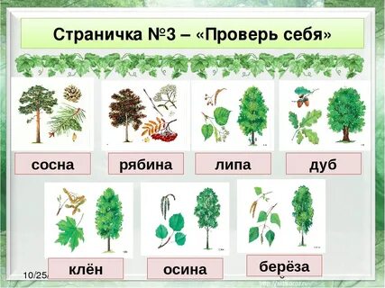 Клен дуб осина ясень