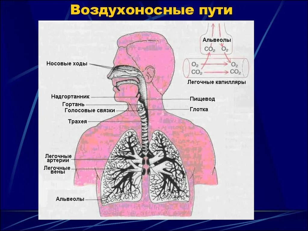 Воздухоносные пути. Воздухоносные пути человека. Схема воздухоносных путей. Воздухоносные дыхательные пути. Дыхательным воздухом называют