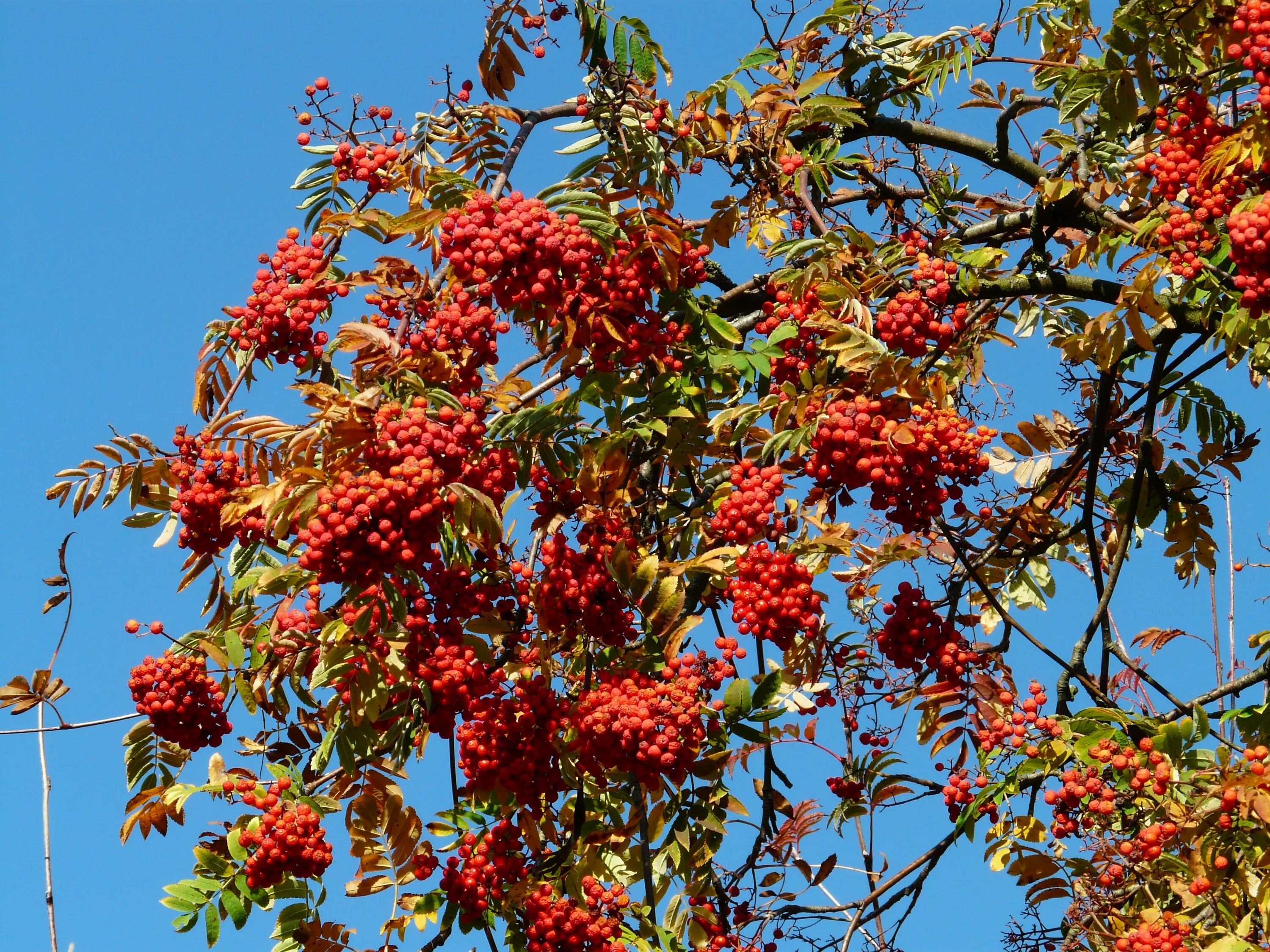 Рябина красная дерево. Рябина обыкновенная Sorbus aucuparia. Рябина обыкновенная (кустовая) Sorbus aucuparia. Sorbus aucuparia edulis (рябина обыкновенная).