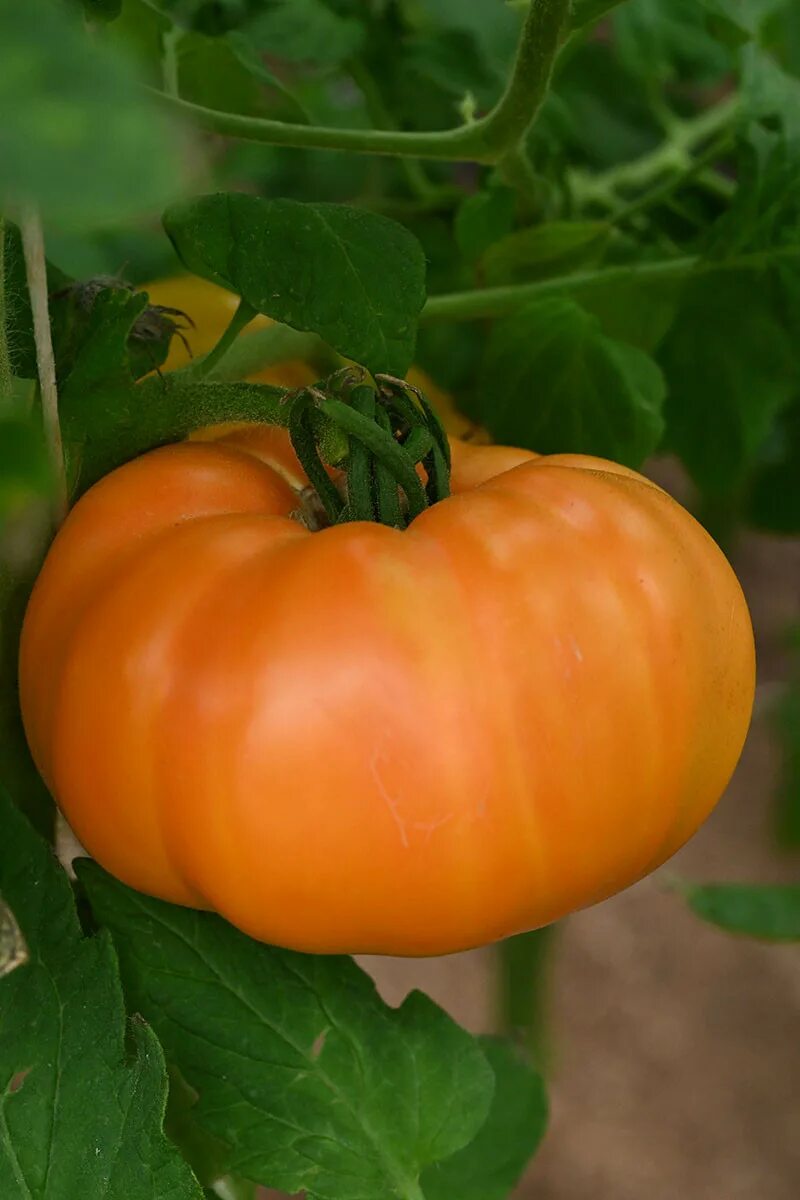 Сорт томатов бизон желтый. Помидоры оранжевый бизон фото домашнее. Томат бизон желтый и оранжевый. Томат бизон оранжевый. Оранжевый бизон помидоры отзывы.