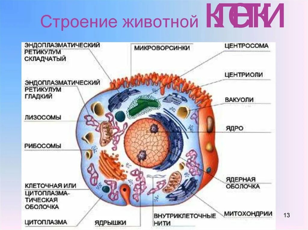 Центры цитологии
