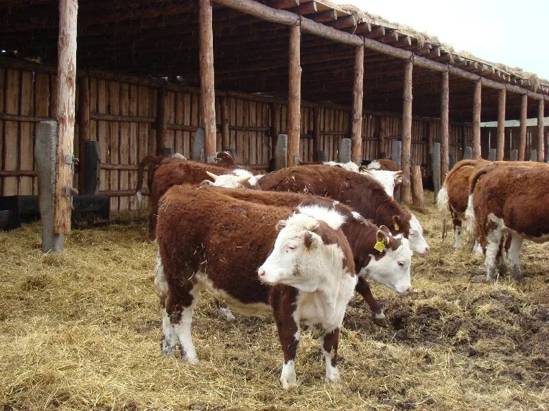 Направление крупного рогатого скота. Породы крупного рогатого скота молочного направления продуктивности. Порода крс симментал. Направление крупного рогатого скота. Холмогорская порода коров характеристика.