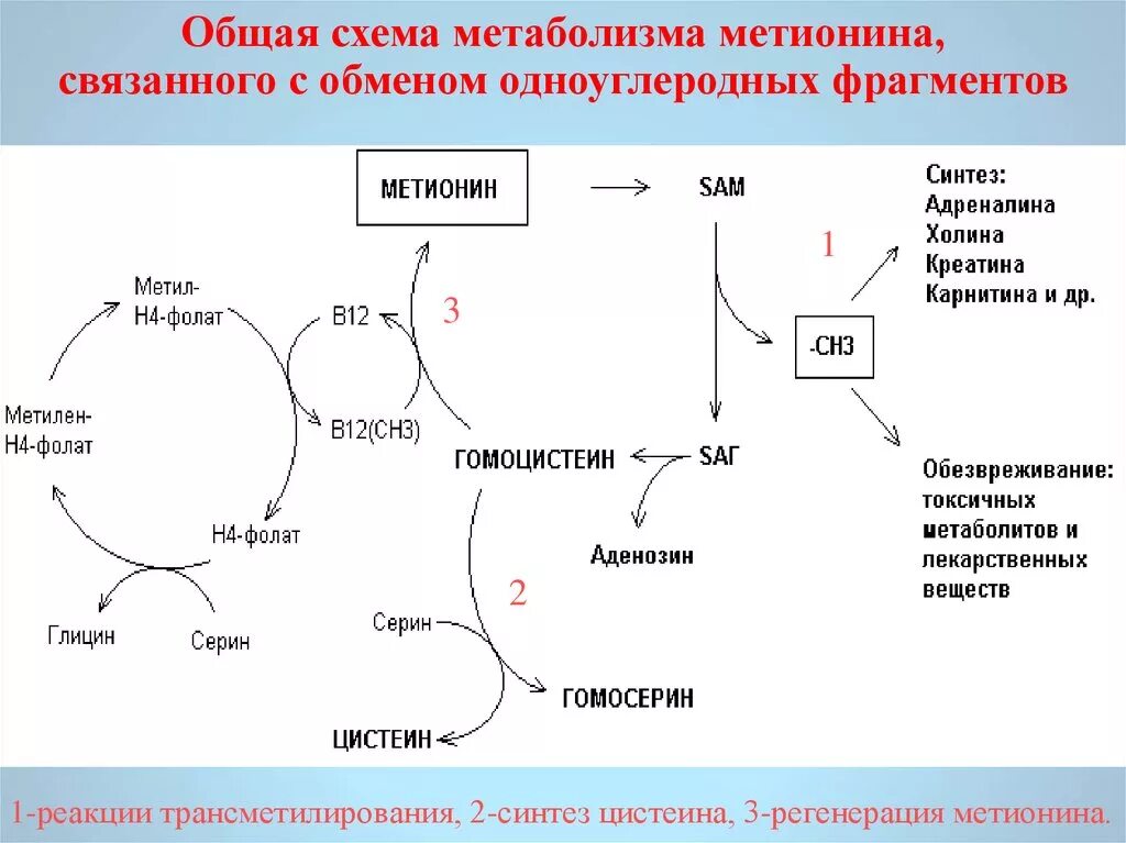 Превращение метионина в цистеин. Роль метионина в реакциях трансметилирования. Схема обмена серосодержащих аминокислот биохимия. Схемы основного обмена серосодержащих аминокислот. Структура активного метионина