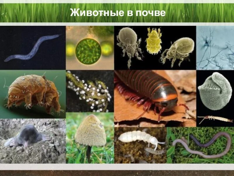 Почвенные обитатели. Почвенные обитатели. Обитатели почвы. Насекомые обитатели почвы. Животные живущие в почве.