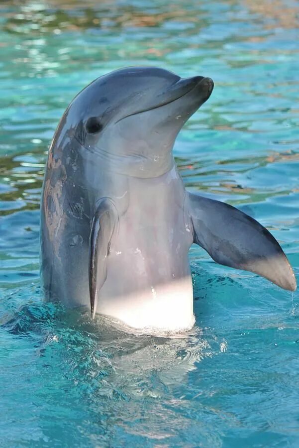 Pin by snuchieB on Random Baby dolphins, Animals wild, Dolphins